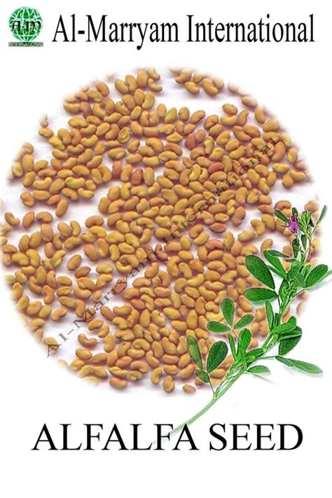 Alfalfa Seeds in Hyderabad, Sind, Pakistan - Al-Marryam International