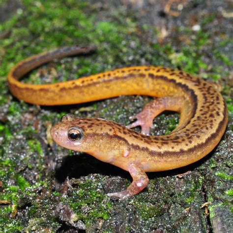 Southern Two-lined Salamander Facts and Pictures