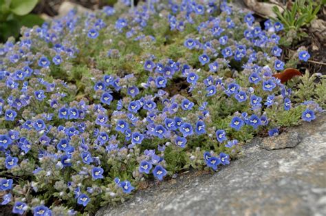 Veronica whitleyi - low growing, mat-forming, full sun to partial shade ...