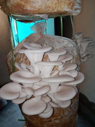 Oyster Mushroom Spawn at Rs 100/kg | Pauni | ID: 2850017374862