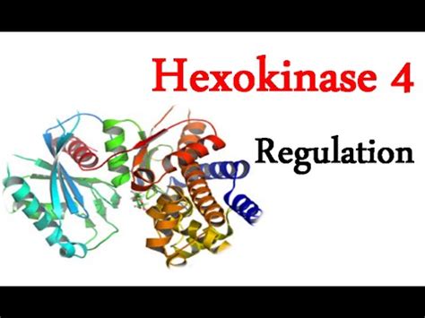 Hexokinase: structures, fonctions, formes - Science - 2024