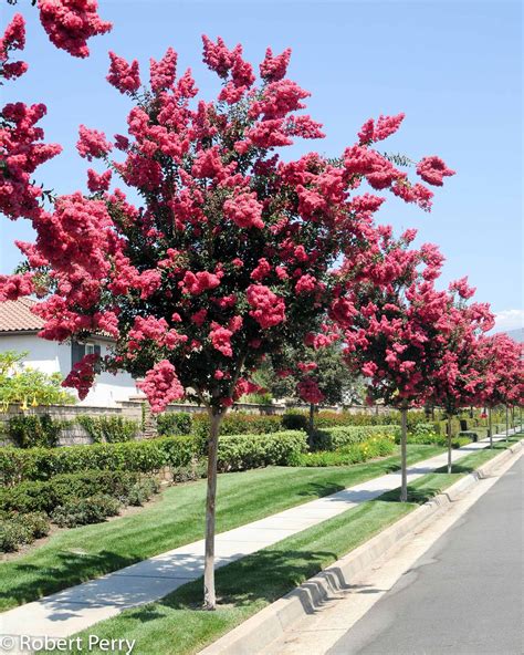 Crape myrtle - Waterwise Garden Planner