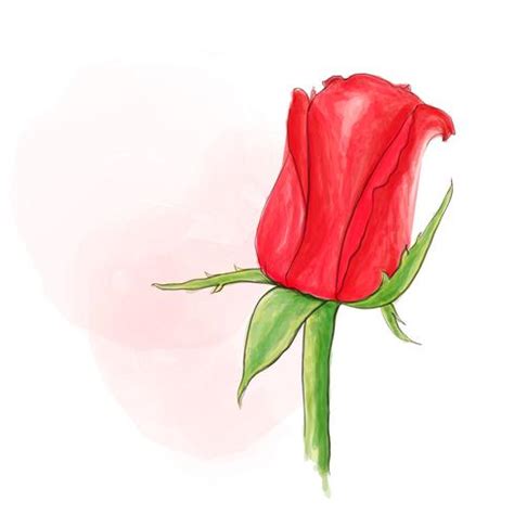 Single red rose 562790 Vector Art at Vecteezy