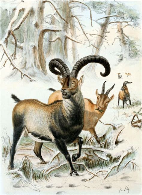 Pyrenean Ibex (Capra pyrenaica pyrenaica) ranged in Cantabrian ...