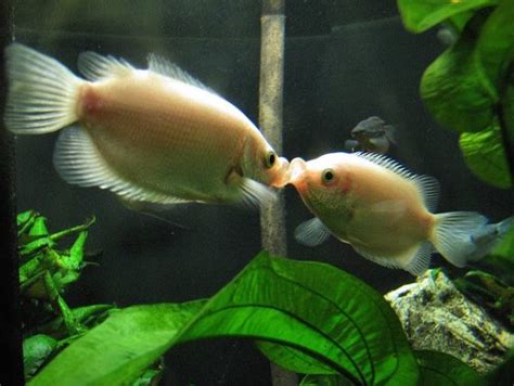 Kissing Gourami Care And Breeding Guide - WZaquarium