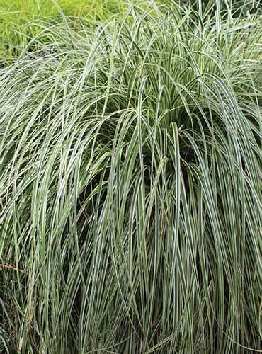 15 of the Best True Sedge Plant Varieties for the Home Garden