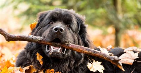 Newfoundland Animal Pictures | A-Z Animals