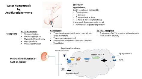 Hyponatremia Mechanism