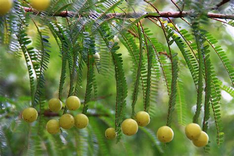 Tropical Gardening: What tree did Parameswara really see in Malacca?