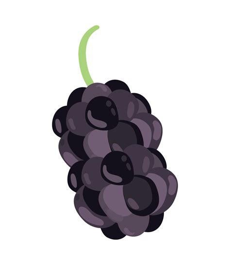 mulberry superfood fruit 10793840 Vector Art at Vecteezy