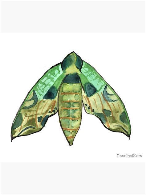 "Pandora Sphinx Moth" Canvas Print by CannibalKats | Redbubble