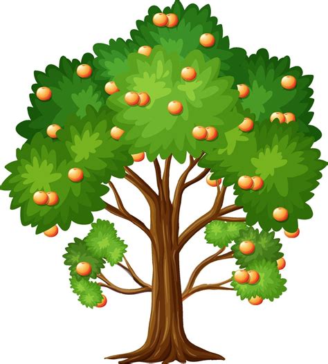 Orange fruit tree in cartoon style isolated on white background 2288415 Vector Art at Vecteezy