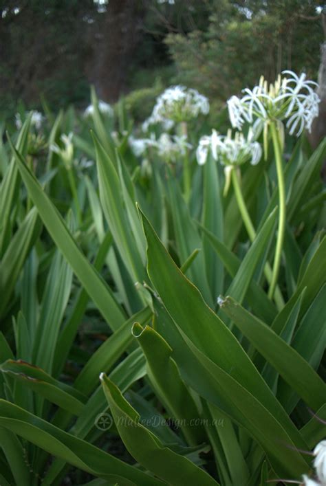 The Versatile Spider Lily: Crinum pedunculatum – Mallee Design