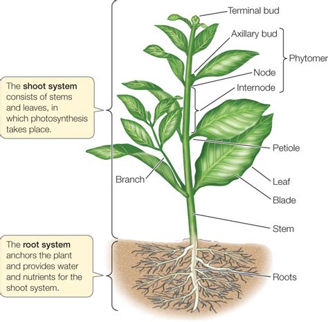 We are scientists!: 4.1. Characteristics of plants