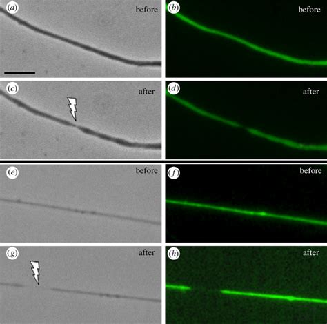 Calcein AM staining of two different axons pre-and post-laser... | Download Scientific Diagram