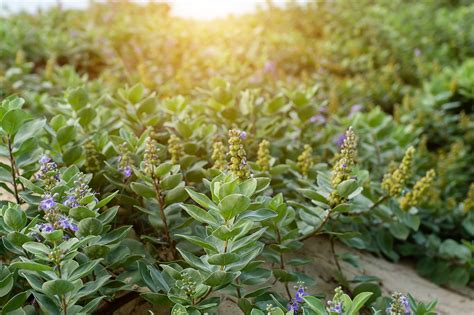 3 Plants Native to Hawaii to Use for Xeriscaping - Hui Kū Maoli Ola Native Hawaiian Plant ...