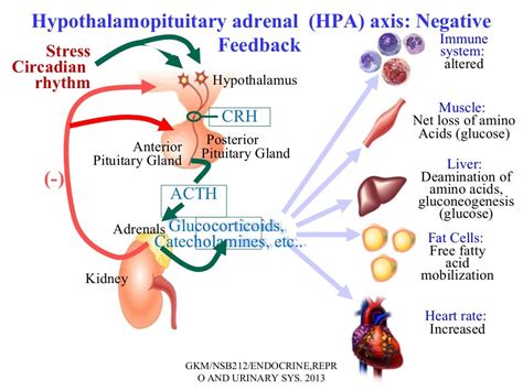 Mineralocorticoids & glucocorticoids