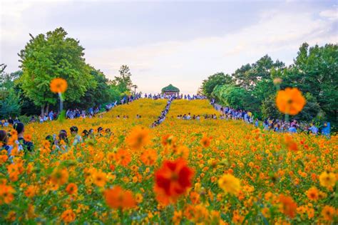 5 places to see the Autumn flowers in Korea l Oneday Korea Blog