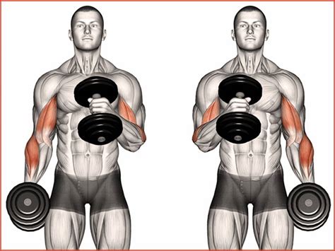 dumbbell cross body hammer curl > OFF-60%