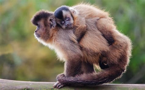 Download Primate Baby Animal Love Capuchin Animal Monkey HD Wallpaper