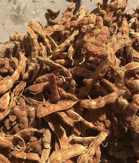 Tamarind Pods Manufacturer, Supplier from Beed