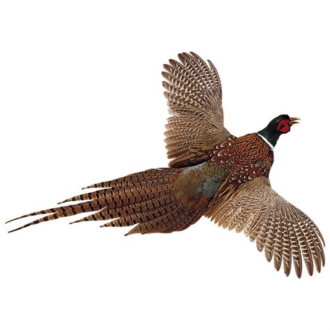 Pheasant Flying Drawing - Pheasant In Flight, Graphite Drawing By ...