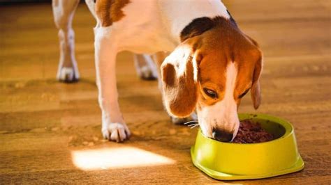 Best Wet Dog Food in India | Best Wet Food for Dogs in India