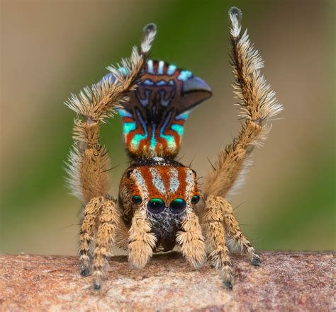 New peacock spider, Albany | Spider species, Amazing animal pictures ...