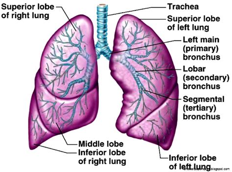 Lung Anatomy | HD Wallpapers Plus