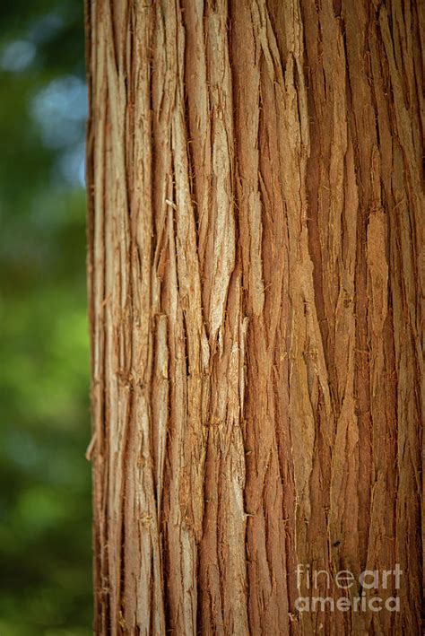 Western Red Cedar Bark in a Bright Forest Photograph by Nancy Gleason ...