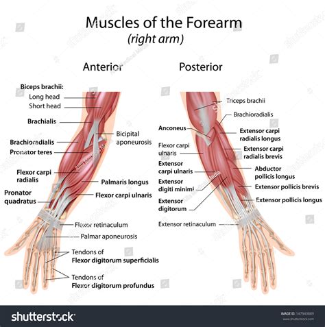 Muscles Forearm Anterior Posterior View: ภาพประกอบสต็อก 147943889