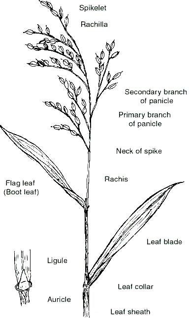 Education - Organs of rice - Panicle