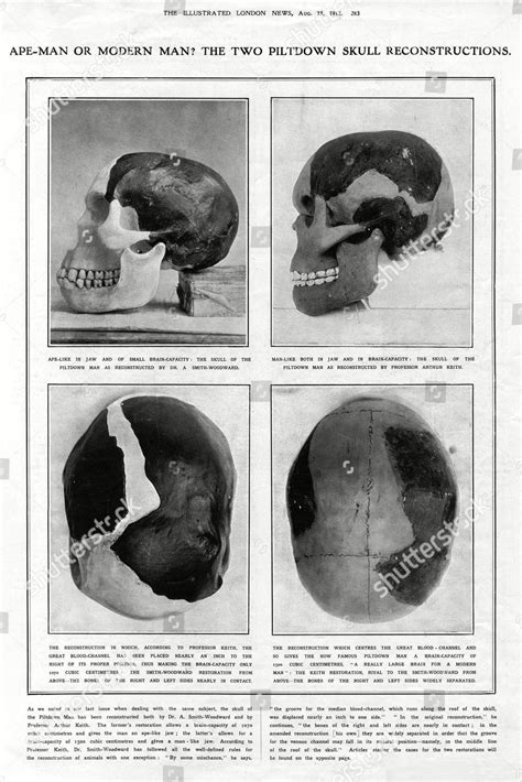 Apeman Modern Two Piltdown Skull Reconstructions Editorial Stock Photo ...