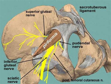 Lesser Sciatic Foramen Contents