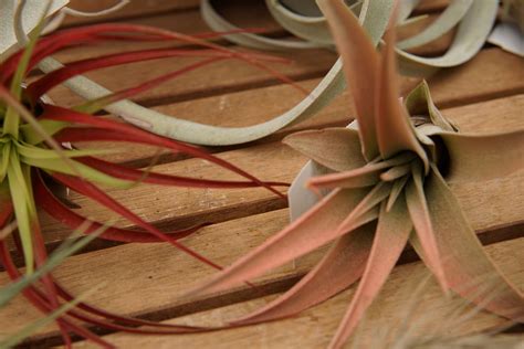 Air Plants • Kiwi Nurseries Ltd