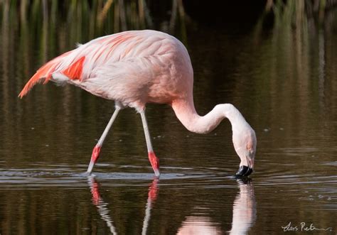 Chilean Flamingo | Central Peru | Bird images from foreign trips | Gallery | My World of Bird ...