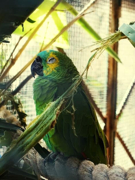 Premium Photo | Close-up of green parrot in cage