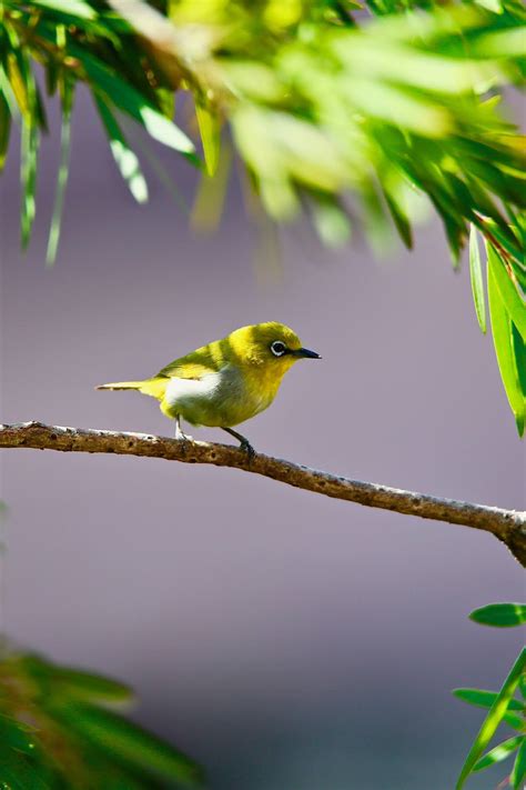 Indian White Eye Is a Bright but Shy Bird