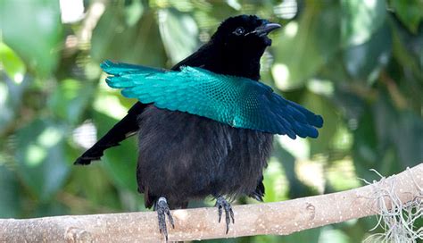 World of Animals: Superb Bird of Paradise