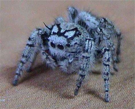 Arachnology Photo: Beautiful! Blue Spider! | Spider, Insects, Jumping spider