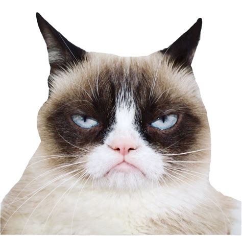 Grumpy Cat PNG Images Transparent Free Download - PNG Mart