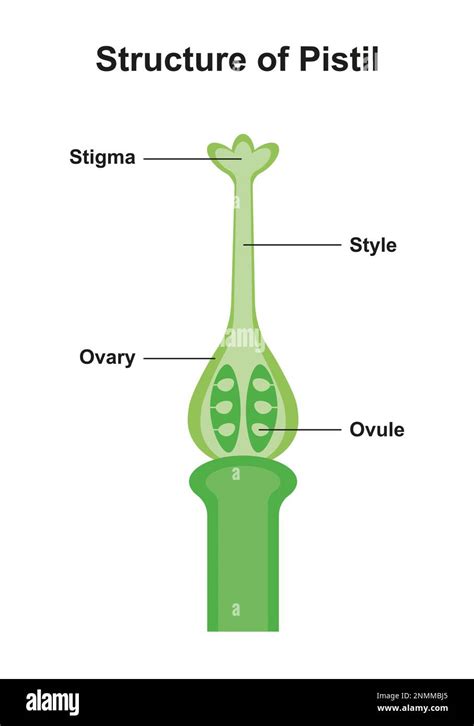 Plant Ovule