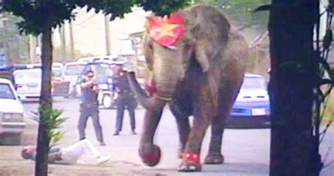 The Tragic Story Of Tyke The Elephant And Her Brutal Death