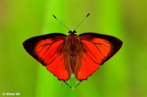 Butterflies of Singapore: Aug 10, 2019