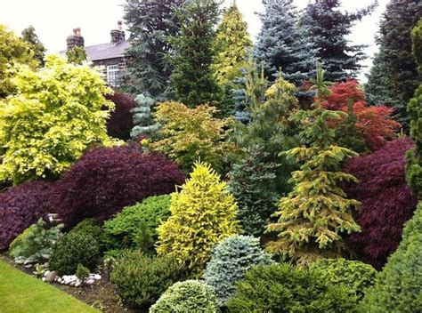 Evergreen Shrubs Garden Design - Mbi Garden Plant