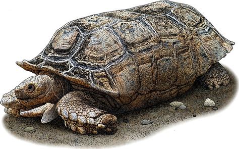 Chaco Tortoise, Illustration Photograph by Roger Hall - Fine Art America