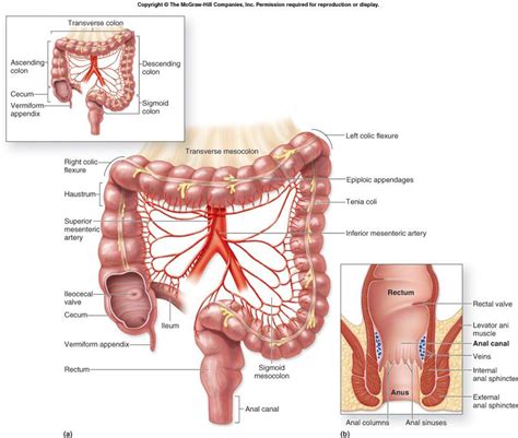 Anatomy of the Sigmoid Colon