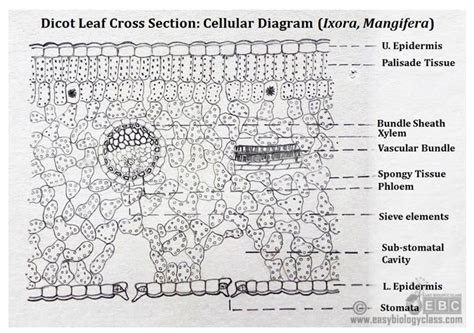 Ts Of Dicot Leaf Under A Microscope Ppt Easybiologyclass | Porn Sex Picture