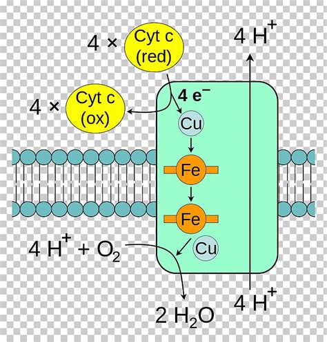 Cytochrome C Oxidase Electron Transport Chain Mitochondrion PNG, Clipart, Angle, Area, Arnas ...