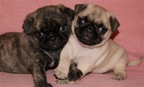 Cute Brindle & Fawn Pug Puppies Animals Beautiful, Cute Animals, Baby Animals, Brindle Pug ...